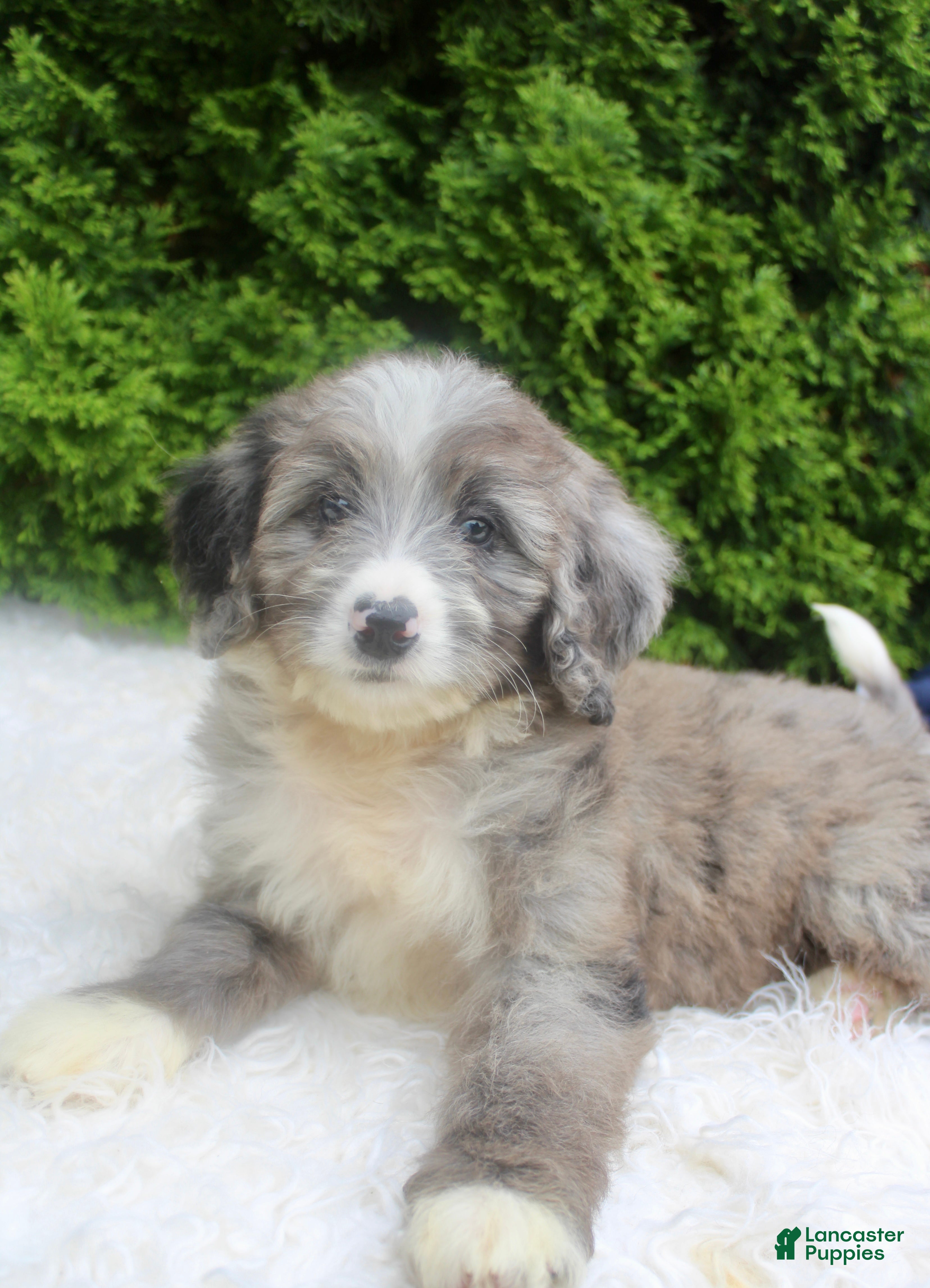 Bernedoodle dogs Jenny - Ad 2
