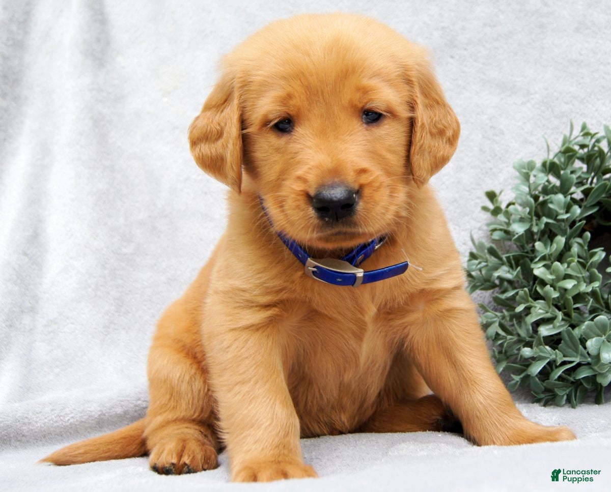 Golden Retriever dogs Kobe - Ad 1