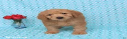 Goldendoodle dogs for sale: Teddy - Ad 3
