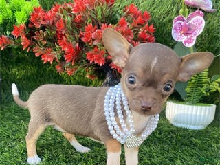 Chihuahua dogs Chihuahua Puppy 1 - Ad 22