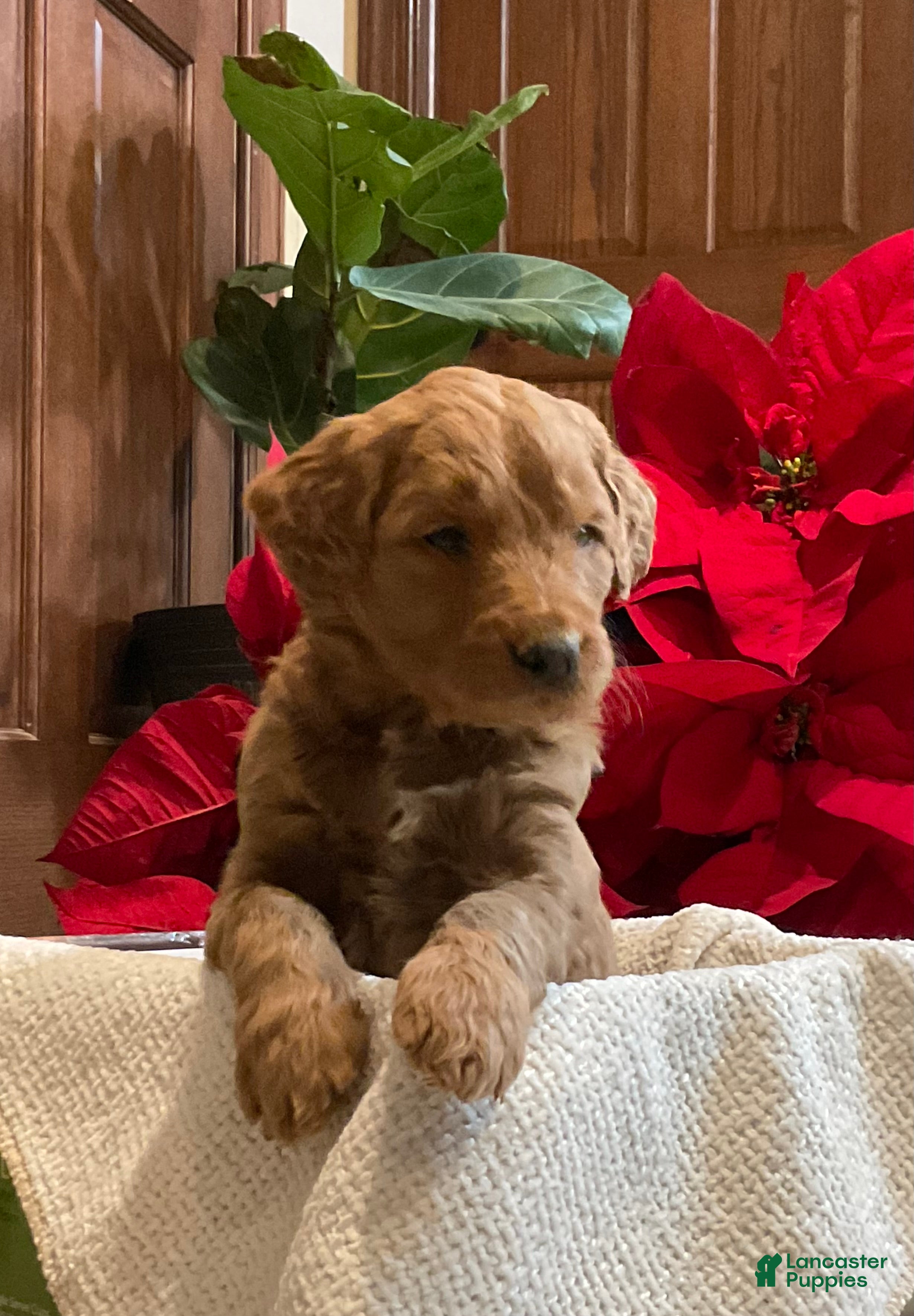 Goldendoodle dogs Goldendoodle Puppy 7 - Ad 21