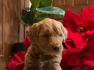 Goldendoodle dogs Chase - Ad 31