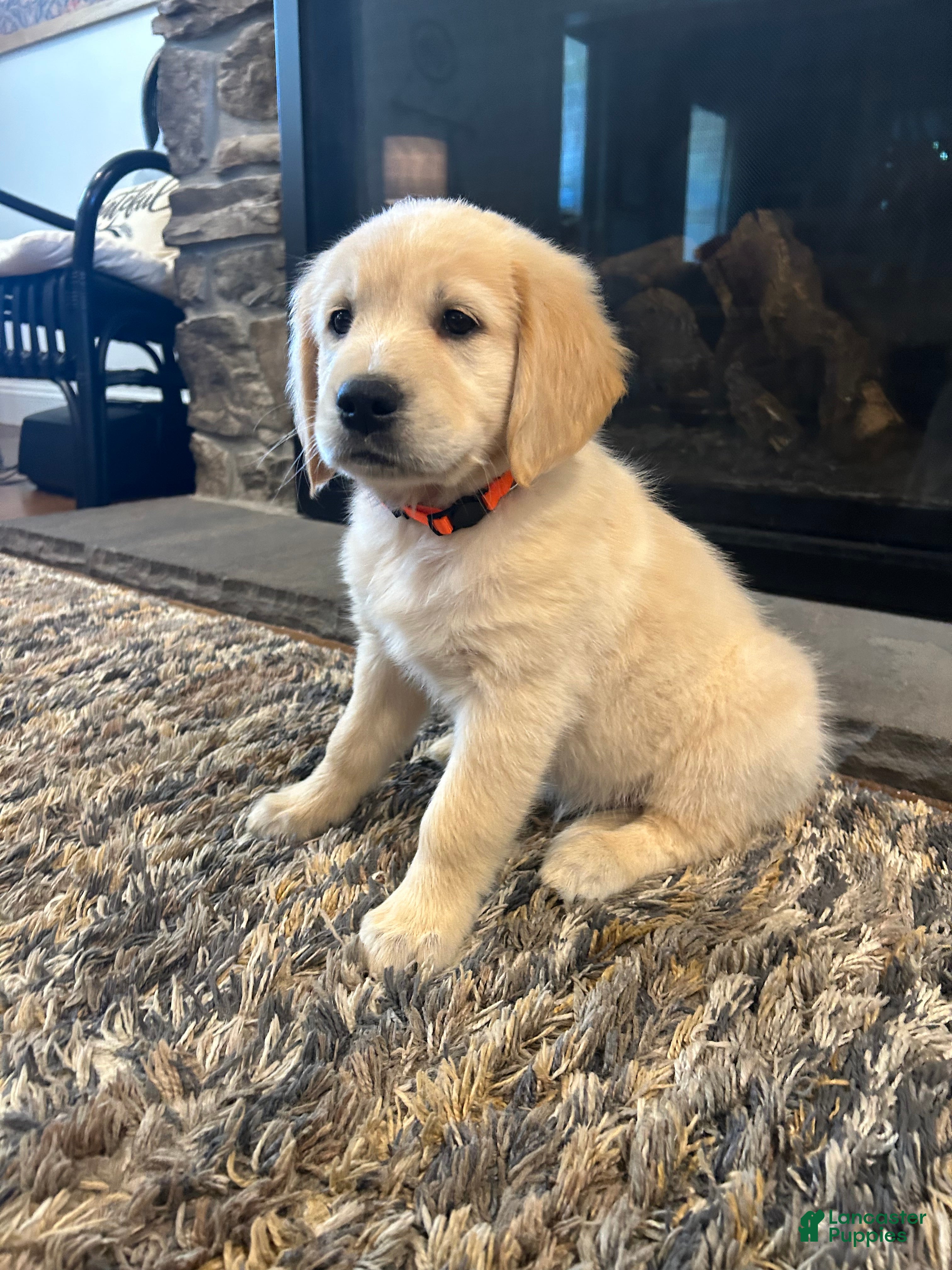 Golden Retriever dogs for sale: Brazzy - Ad 1