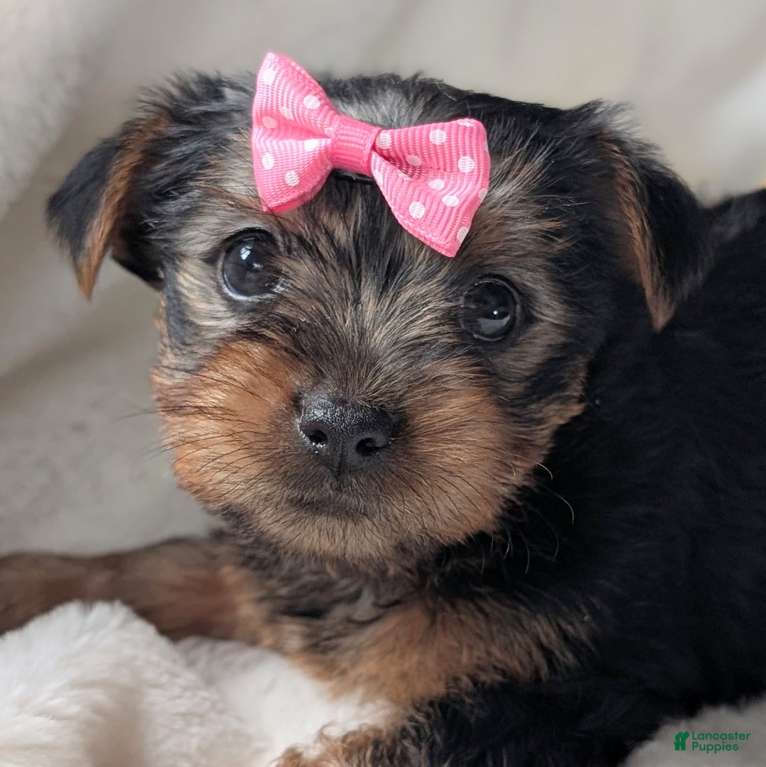 Yorkshire Terrier dogs for sale: Anna - Ad 1