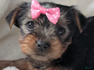 Yorkshire Terrier dogs Anna - Ad 32