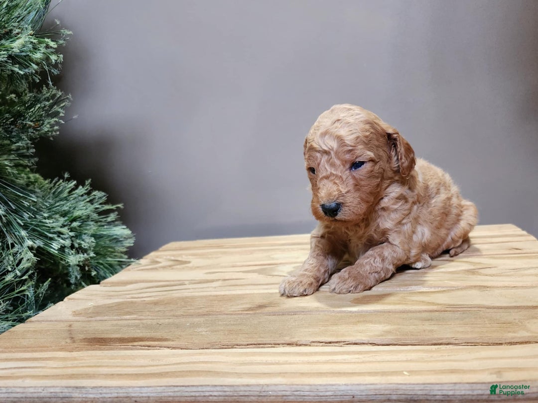 Mini Goldendoodle dogs for sale: Nash - Ad 5