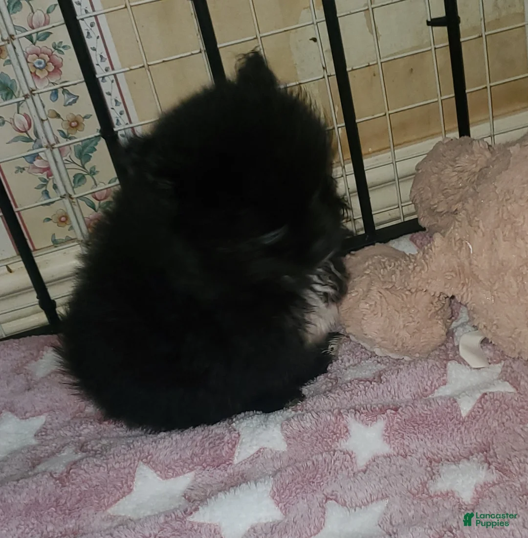 Pomeranian dogs for sale: Lizzy  - Ad 2