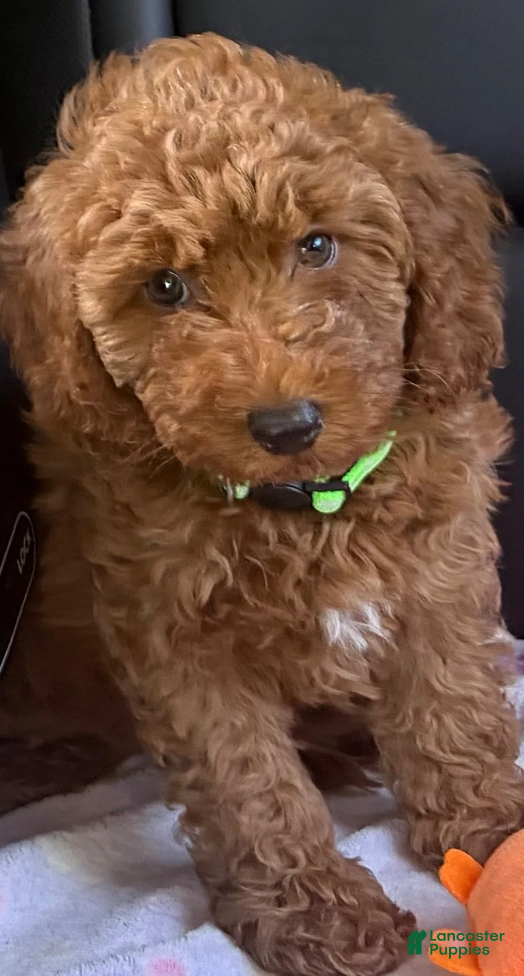 Goldendoodle dogs for sale: Goldendoodle 1 - Ad 3
