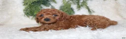 Cavapoo dogs for sale: Cavapoo 1 - Ad 2