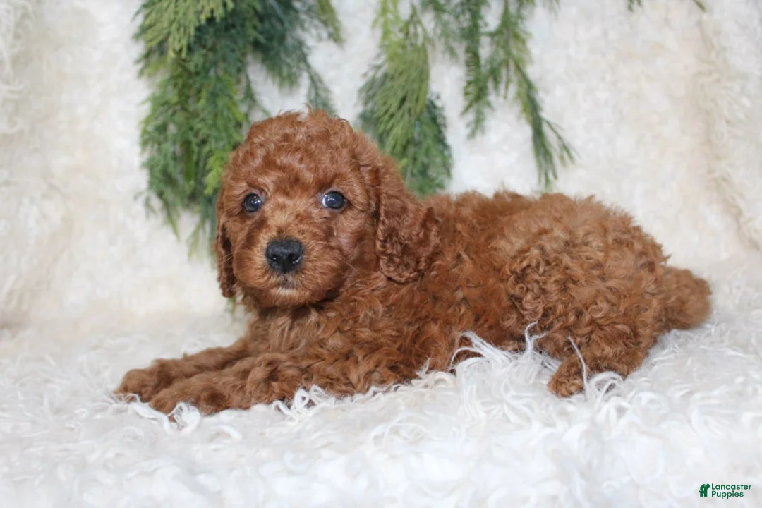 Cavapoo dogs for sale: Cavapoo 1 - Ad 2
