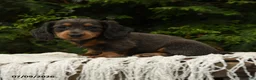 Miniature Dachshund dogs for sale: Holly - Ad 5