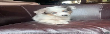 Australian Shepherd Puppy 1