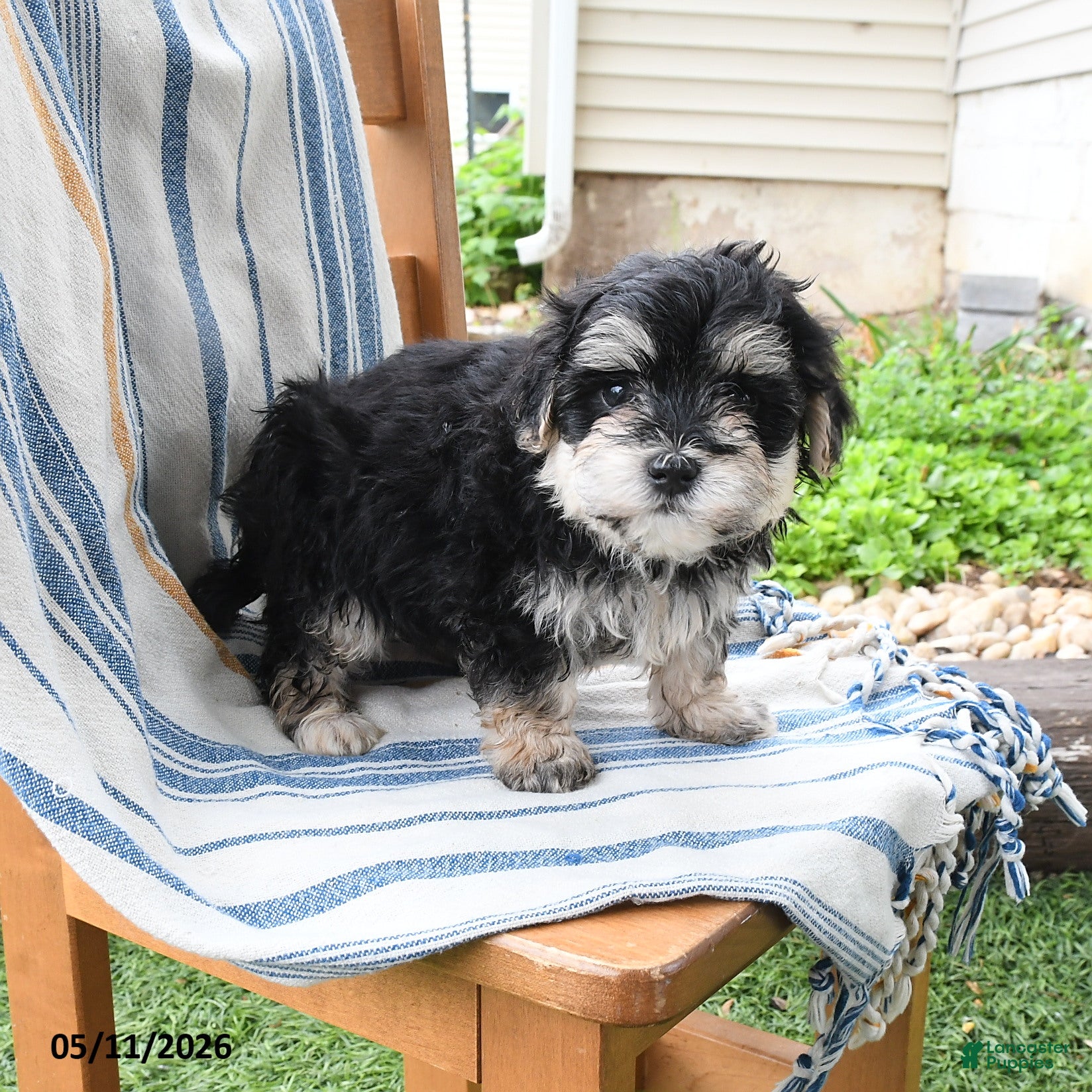 Maltipoo dogs for sale: Skie - Ad 1