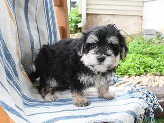Maltipoo dogs for sale: Skie - Ad 1