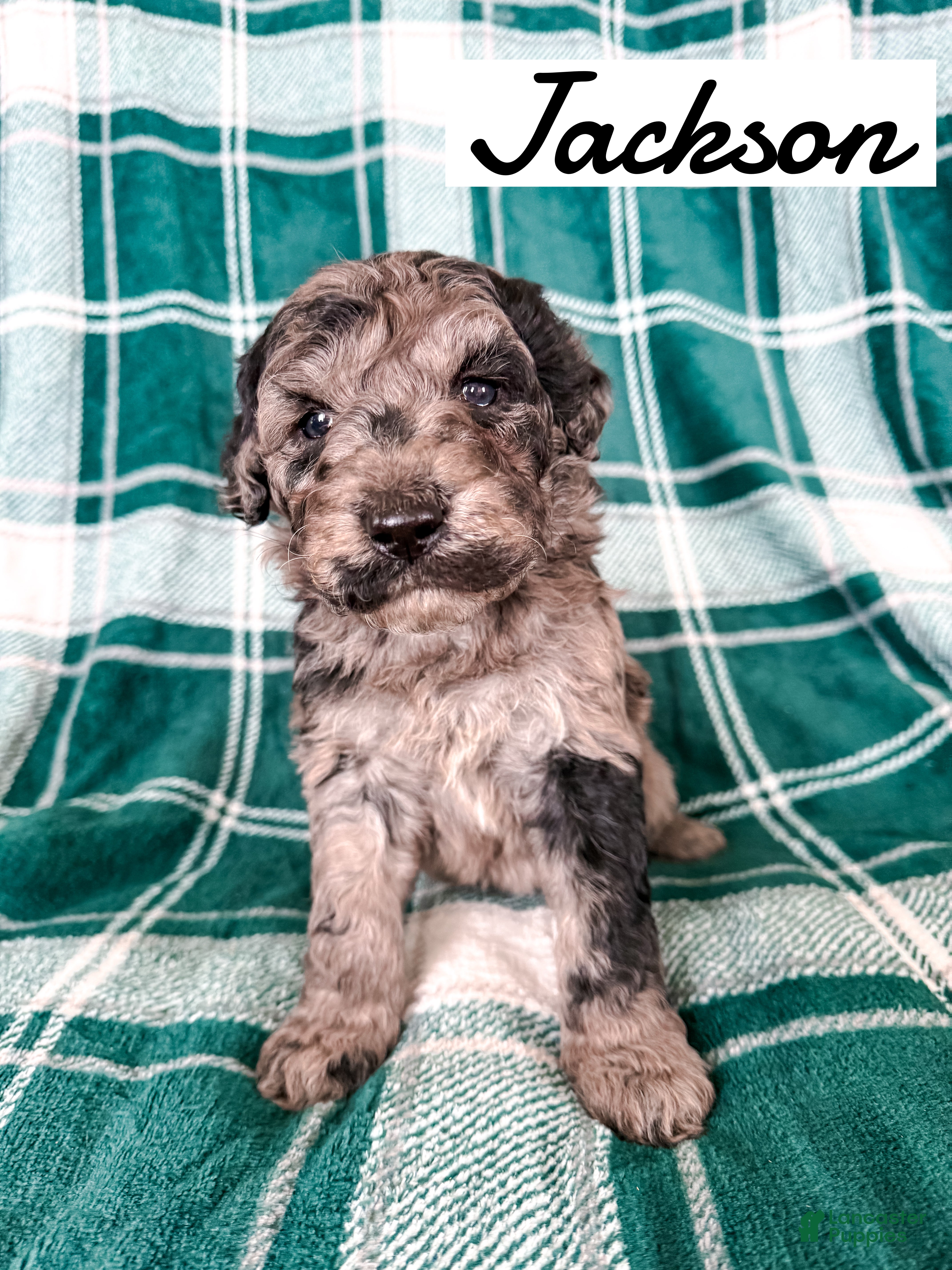 Aussiedoodle dogs Jackson - Ad 35