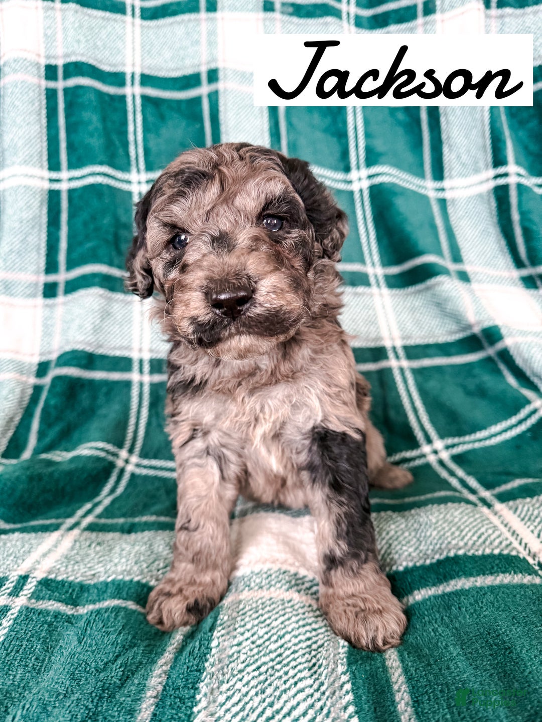 Aussiedoodle dogs for sale: Jackson - Ad 5