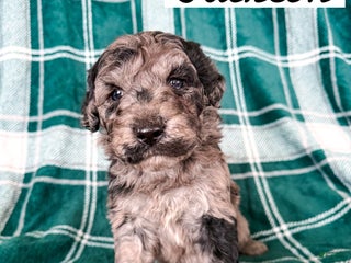 Aussiedoodle dogs Jackson - Ad 24