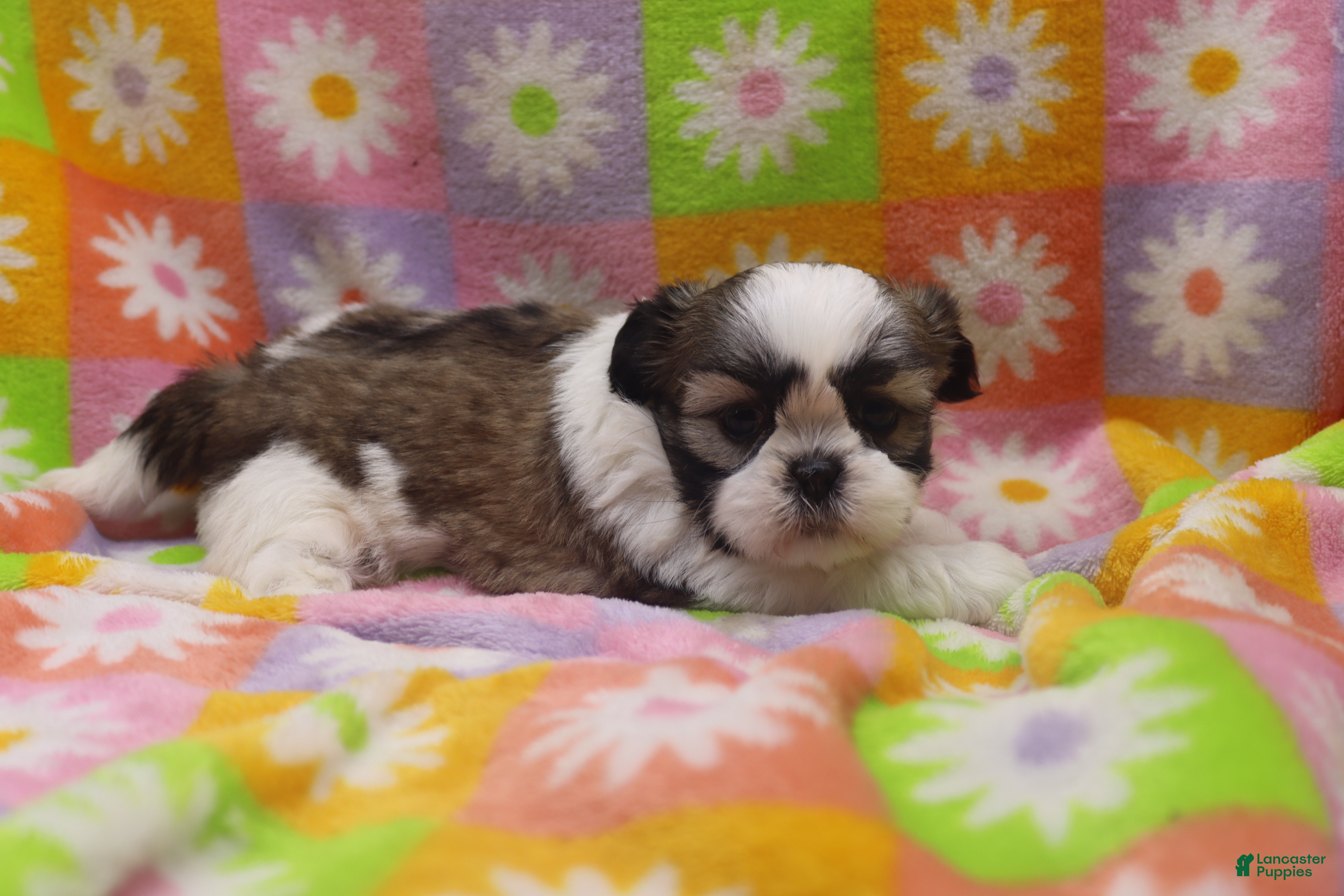 Shih Tzu dogs Jackie - Ad 15