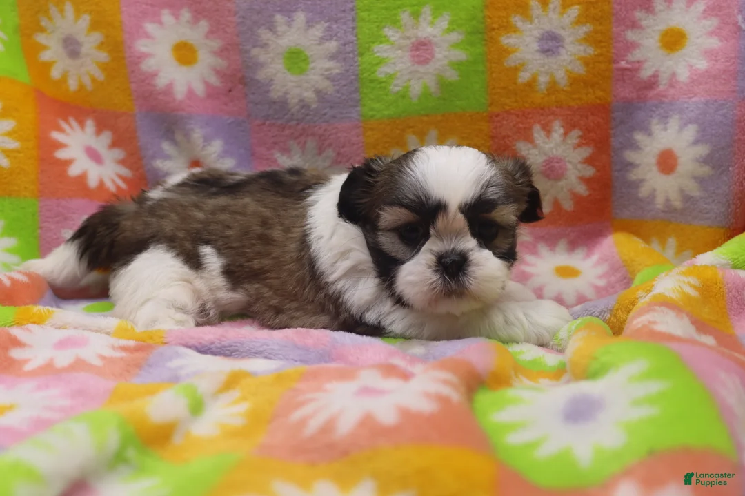 Shih Tzu dogs for sale: Jackie - Ad 1