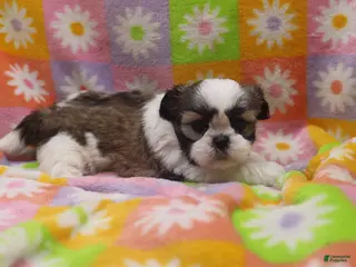 Shih Tzu dogs Jackie - Ad 15