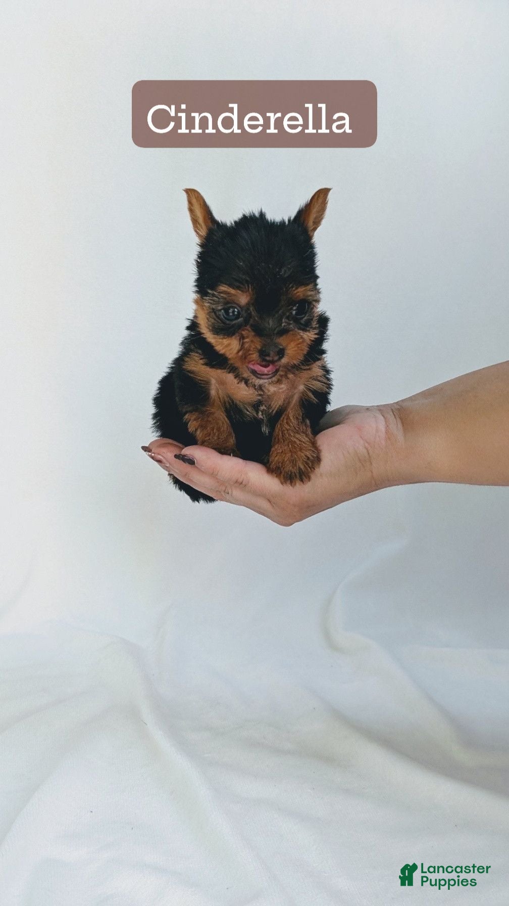 Yorkshire Terrier dogs Cinderella  - Ad 1