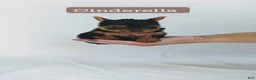 Yorkshire Terrier dogs for sale: Cinderella  - Ad 1