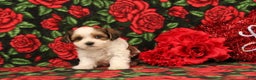 Maltipoo dogs for sale: Henry - Ad 3
