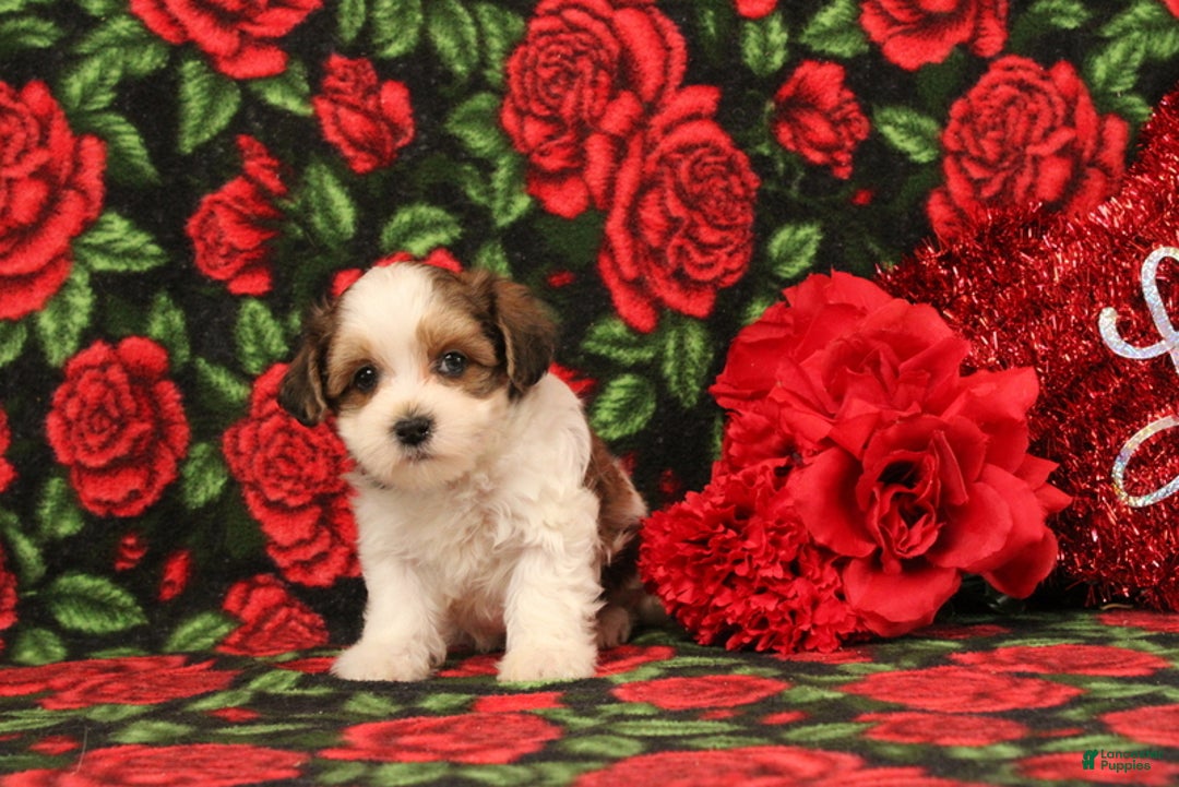 Maltipoo dogs for sale: Henry - Ad 3