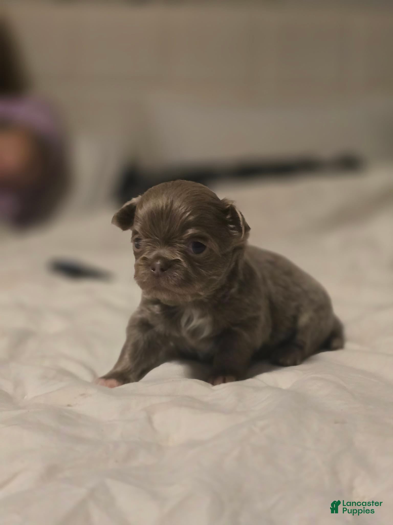 Chihuahua dogs luke - Ad 39