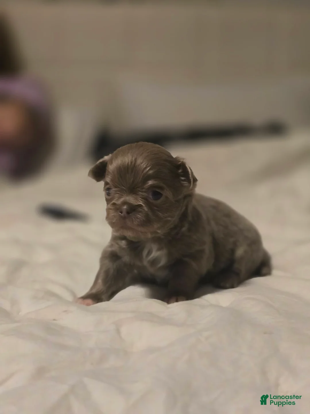 Chihuahua dogs for sale: luke - Ad 1