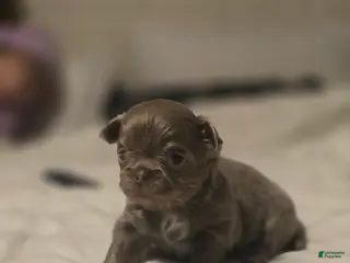 Chihuahua dogs luke - Ad 29