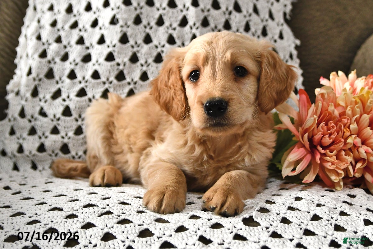 Goldendoodle dogs Elvis - Ad 1