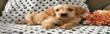 Elvis
