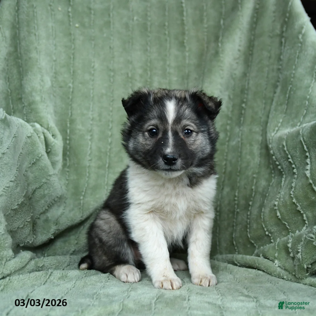 Mixed Breed dogs for sale: Gwen - Ad 2