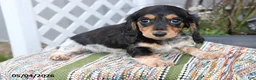 Miniature Dachshund dogs for sale: Cuddles - Ad 1