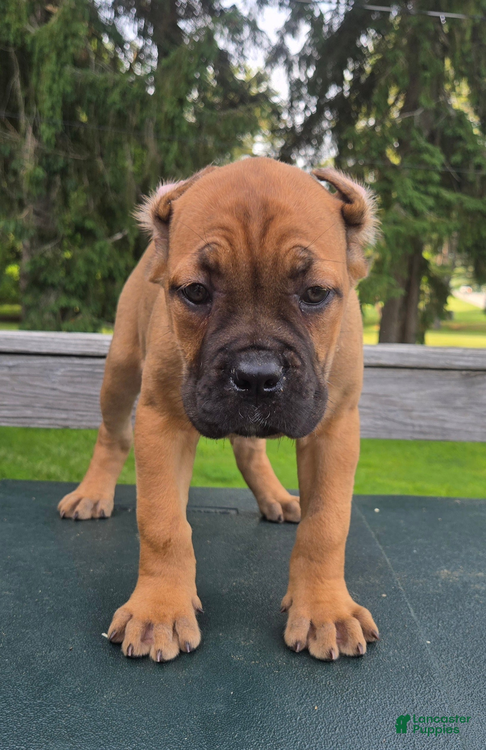 Cane Corso dogs ICCF Sonya  - Ad 39