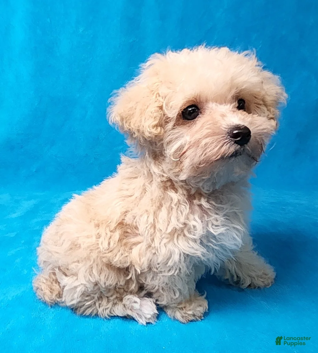 Yorkiepoo dogs for sale: Caramel Sundae - Ad 2