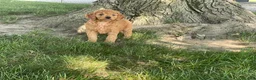 Mini Goldendoodle dogs for sale: Milie Mini Goldendoodle  - Ad 6