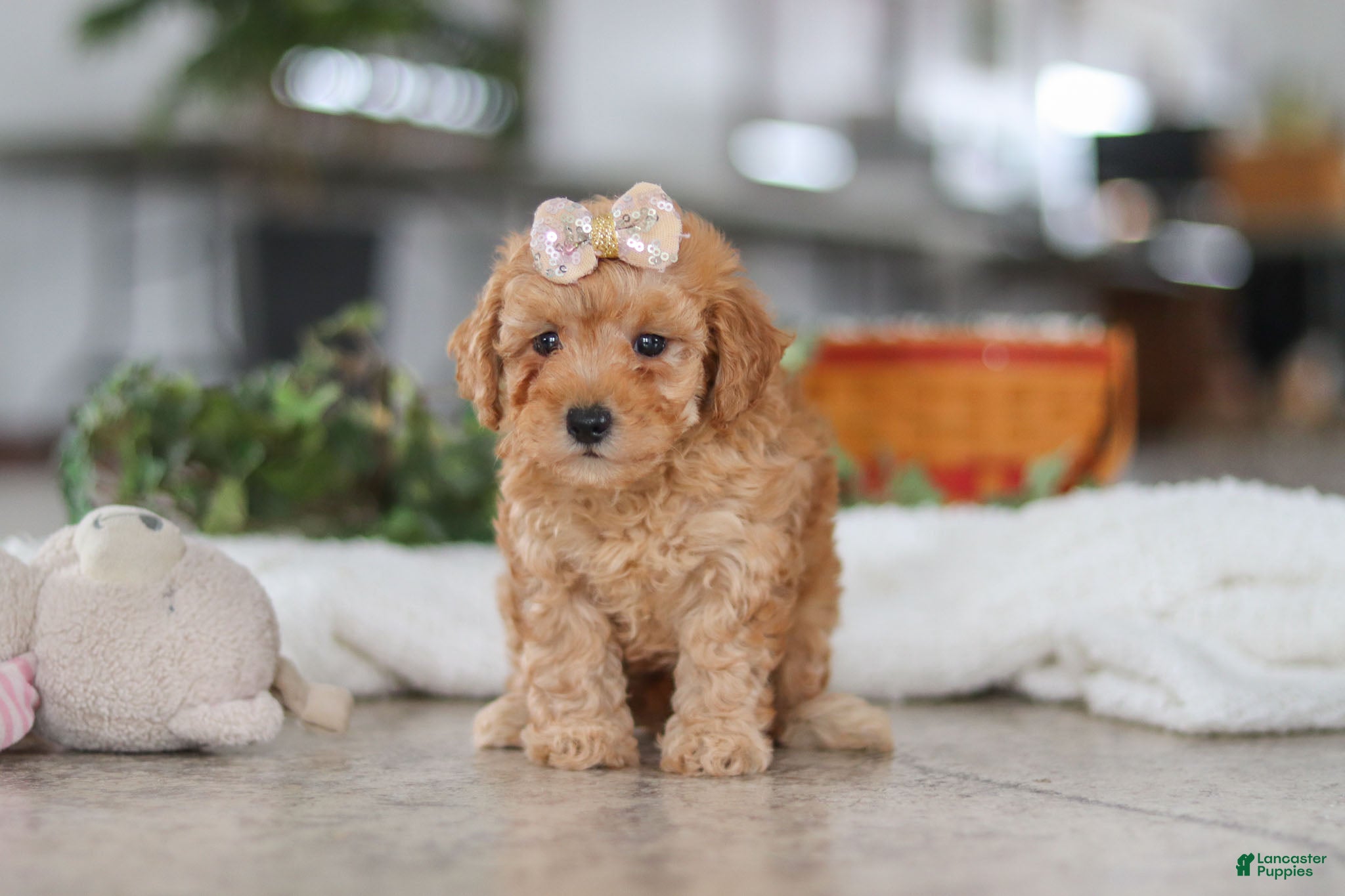 Schnoodle dogs Rosie - Ad 2