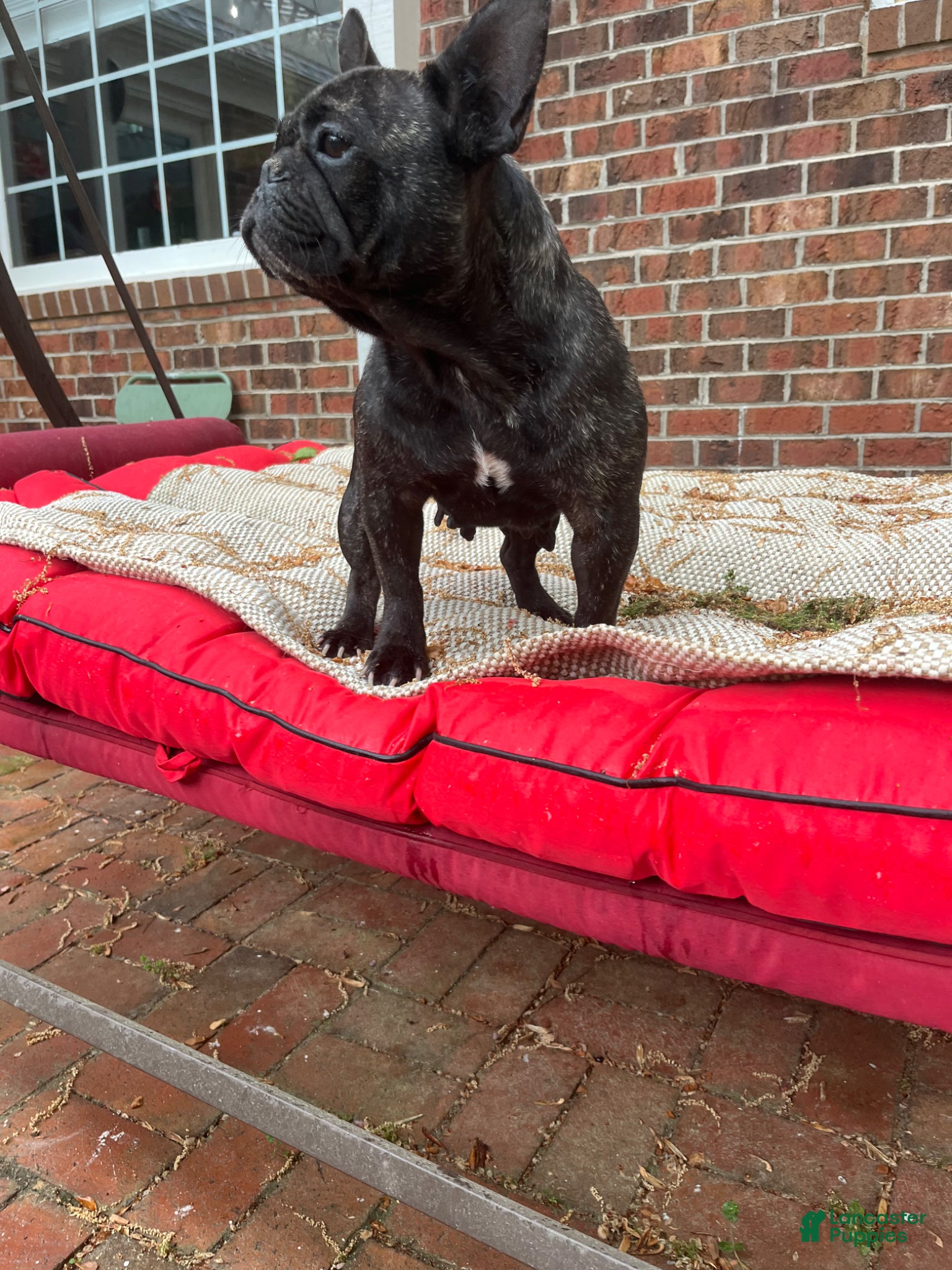 French Bulldog dogs French Bulldog Puppy 1 - Ad 37