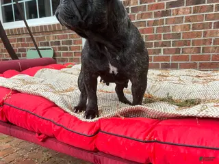 French Bulldog dogs French Bulldog Puppy 1 - Ad 37