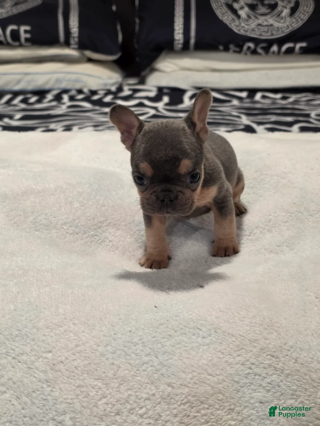 French Bulldog dogs for sale: French Bulldog Puppy 1 - Ad 2
