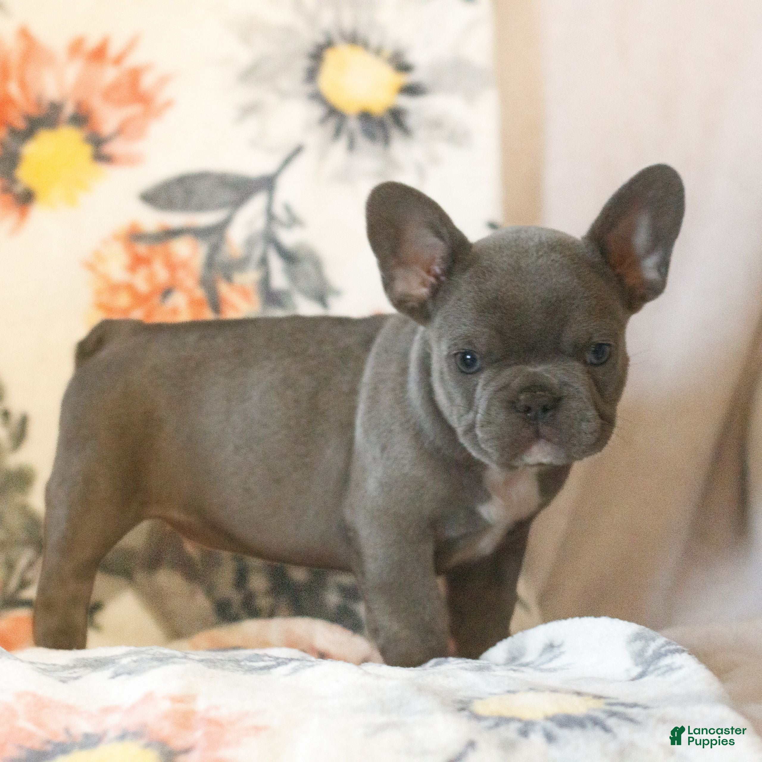 French Bulldog dogs Christopher  - Ad 2