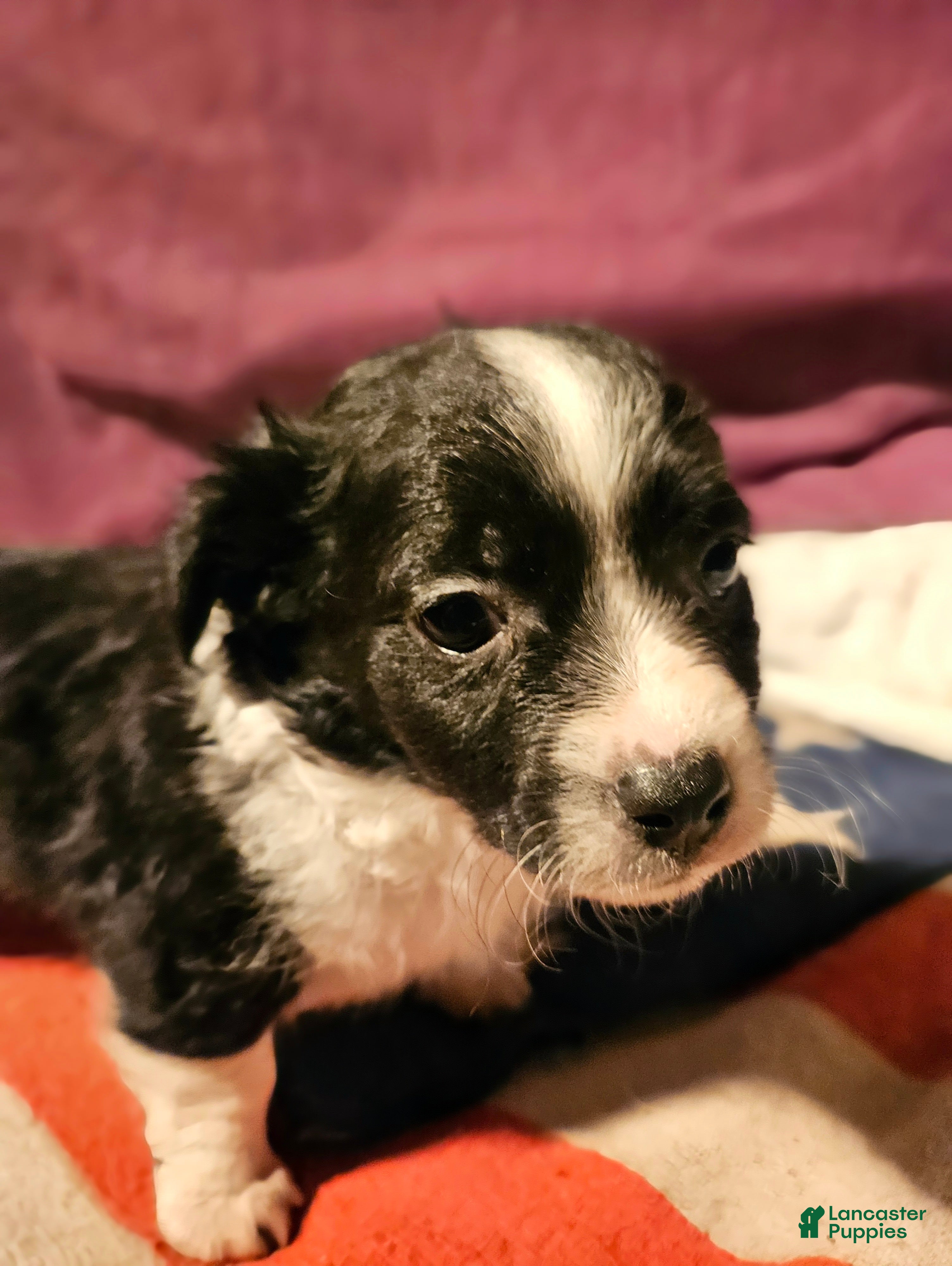 Chihuahua dogs Freddie (Small) - Ad 23