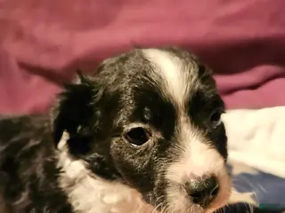 Chihuahua dogs Freddie (Small) - Ad 23