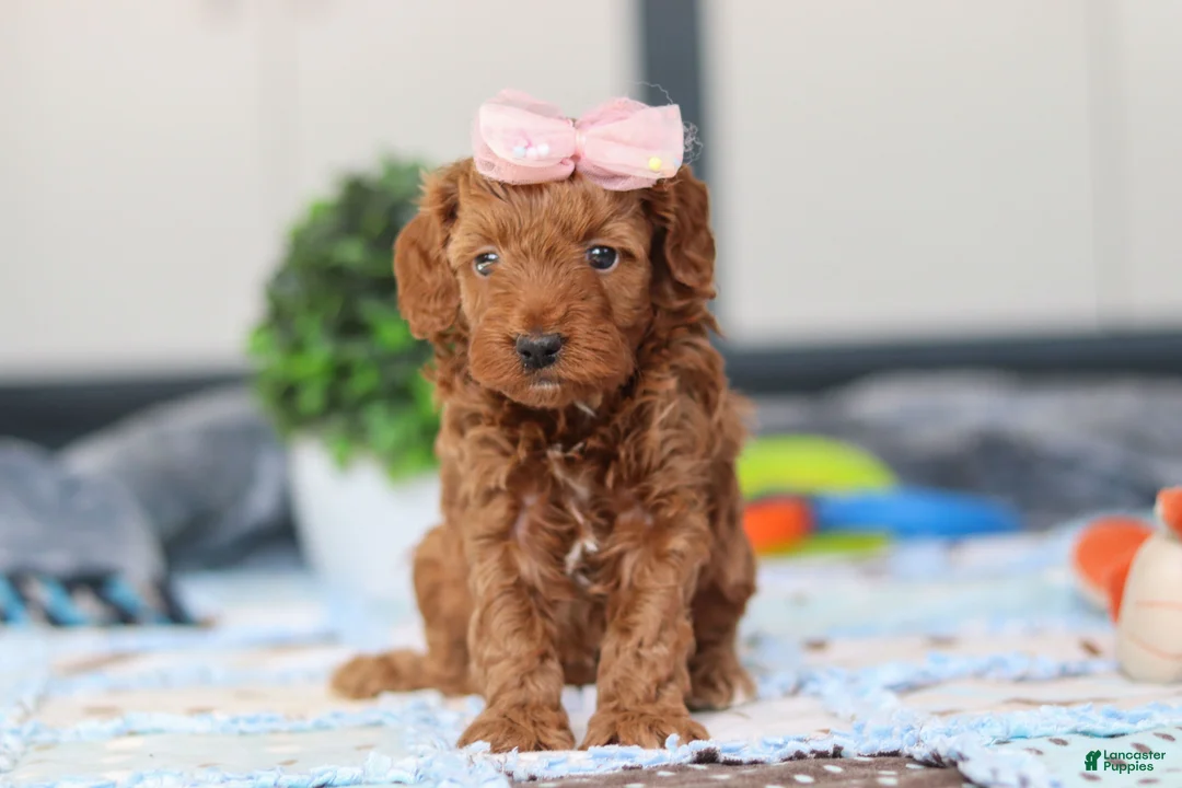 Mini Goldendoodle dogs for sale: Noli - Ad 5