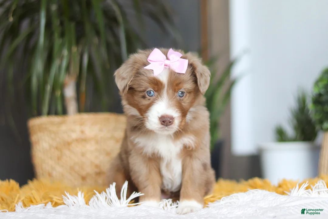Australian Shepherd dogs for sale: Oz - Ad 6