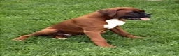 Boxer dogs for sale: Cherokee - Ad 3
