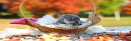 French Bulldog dogs for sale: Maple - Ad 6