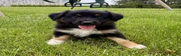 Miniature Australian Shepherd dogs for sale: Faye Miniature Australian Shepherd  - Ad 5